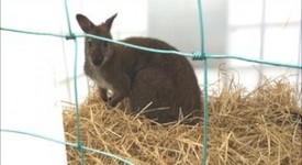 Runaway wallaby captured in Midlothian