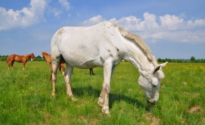 Horses sold in Romanian abattoirs are butchered