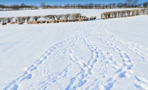 Snowy British farm landscape